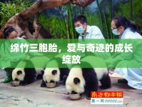 綿竹三胞胎，愛(ài)與奇跡的成長(zhǎng)綻放