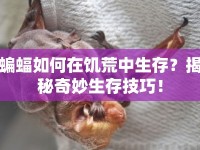 蝙蝠如何在饑荒中生存？揭秘奇妙生存技巧！