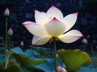 曇花綻放僅一瞬，它的生命為何如此短暫卻令人驚艷？