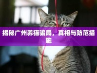 揭秘廣州養(yǎng)貓騙局，真相與防范措施