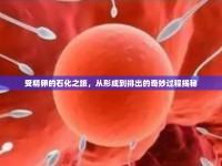 受精卵的石化之旅，從形成到排出的奇妙過程揭秘