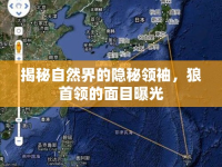 揭秘自然界的隱秘領(lǐng)袖，狼首領(lǐng)的面目曝光