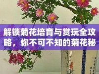 解鎖菊花培育與賞玩全攻略，你不可不知的菊花秘籍！