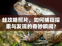 蛙攻略照片，如何捕捉探索與發(fā)現(xiàn)的奇妙瞬間？