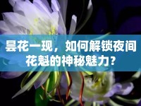 曇花一現(xiàn)，如何解鎖夜間花魁的神秘魅力？