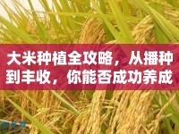 大米種植全攻略，從播種到豐收，你能否成功養(yǎng)成？