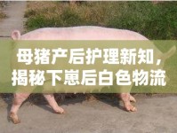 母豬產(chǎn)后護(hù)理新知，揭秘下崽后白色物流出的奧秘