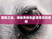 貓眼之謎，揭秘黃褐色膿液背后的真相