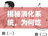 揭秘消化系統(tǒng)，為何吃飯時會有氣體流出？