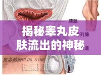 揭秘睪丸皮膚流出的神秘液體，健康真相與常見誤解的雙重解讀