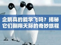 企鵝真的能學(xué)飛嗎？揭秘它們翱翔天際的奇妙旅程