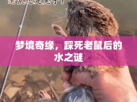 夢(mèng)境奇緣，踩死老鼠后的水之謎