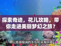 探索奇跡，花兒攻略，帶你走進美麗夢幻之旅？