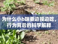 為什么小b咪要邊摸邊吃，行為背后的科學解釋