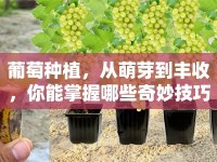 葡萄種植，從萌芽到豐收，你能掌握哪些奇妙技巧？