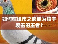 如何在城市之巔成為鴿子襲擊的王者？