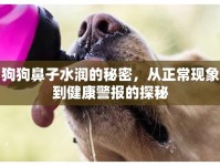 狗狗鼻子水潤的秘密，從正?，F(xiàn)象到健康警報(bào)的探秘