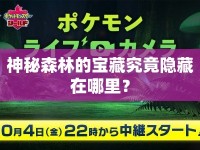 神秘森林的寶藏究竟隱藏在哪里？