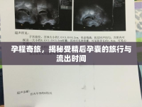 孕程奇旅，揭秘受精后孕囊的旅行與流出時間