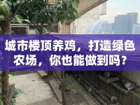 城市樓頂養(yǎng)雞，打造綠色農(nóng)場(chǎng)，你也能做到嗎？