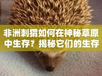 非洲刺猬如何在神秘草原中生存？揭秘它們的生存挑戰(zhàn)！