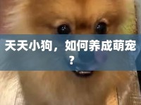 天天小狗，如何養(yǎng)成萌寵？