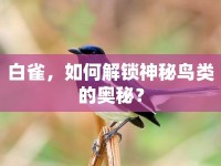白雀，如何解鎖神秘鳥類的奧秘？