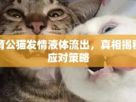 絕育公貓發(fā)情液體流出，真相揭秘與應對策略