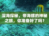 深海探秘，帝海螺的神秘之旅，你準備好了嗎？