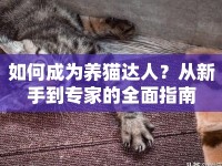 如何成為養(yǎng)貓達(dá)人？從新手到專家的全面指南