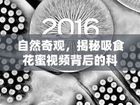 自然奇觀，揭秘吸食花蜜視頻背后的科學(xué)與美學(xué)魅力