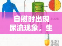 自慰時(shí)出現(xiàn)尿流現(xiàn)象，生理機(jī)制與注意事項(xiàng)解析