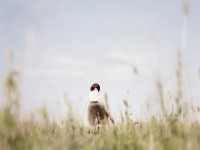 豐滿的朋友，如何解讀這位獨(dú)特存在的多維度魅力？