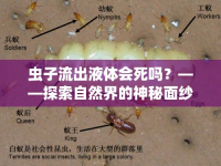 蟲子流出液體會(huì)死嗎？——探索自然界的神秘面紗