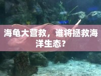 海龜大營救，誰將拯救海洋生態(tài)？