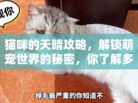貓咪的天晴攻略，解鎖萌寵世界的秘密，你了解多少？