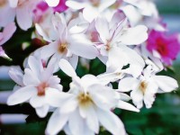 心動(dòng)日劇，那些年我們追過(guò)的純愛經(jīng)典