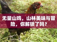 無量山雞，山林美味與冒險(xiǎn)，你解鎖了嗎？