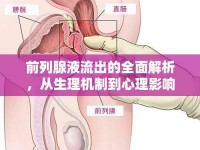 前列腺液流出的全面解析，從生理機(jī)制到心理影響