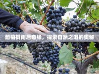 葡萄樹雨后奇緣，探索自然之淚的奧秘
