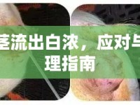 陰莖流出白濃，應(yīng)對(duì)與處理指南