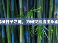 揭秘竹子之謎，為何突然流出水面？