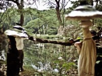 仙境傳說(shuō)手游，金質(zhì)勛章如何獲取與運(yùn)用？