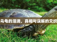 烏龜?shù)臏I滴，真相與誤解的交織