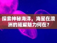 探索神秘海洋，海星在澳洲的璀璨魅力何在？