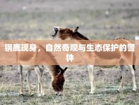 鋼鹿現(xiàn)身，自然奇觀與生態(tài)保護(hù)的警鐘