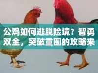 公雞如何逃脫險境？智勇雙全，突破重圍的攻略來啦！