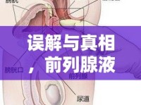 誤解與真相，前列腺液流出與蛋疼體驗(yàn)的探索之旅