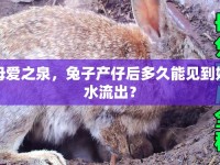母愛(ài)之泉，兔子產(chǎn)仔后多久能見(jiàn)到奶水流出？