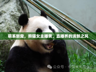 萌系新寵，熊貓女主播黃，直播界的清新之風(fēng)